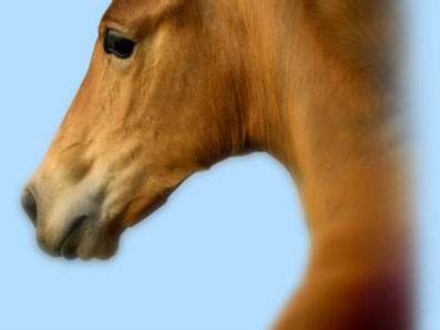 Breeding registered Dutch Warmblood horses
