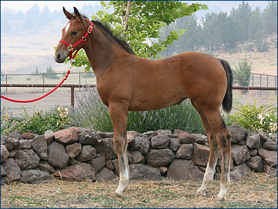 Dauphine