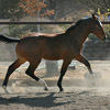 Fina, Fall 2008